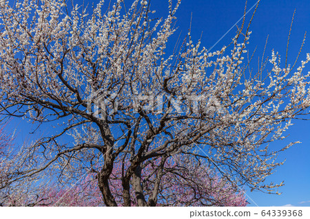Ume Mito Kairakuen Ume Mito Kairakuen 64339368