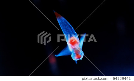 Shiretoko Fairy Clione Shiretoko Fairy Clione 64339441