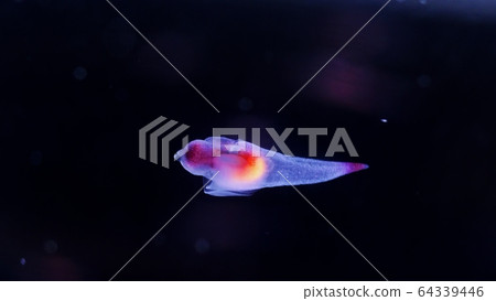 Shiretoko Fairy Clione Shiretoko Fairy Clione 64339446