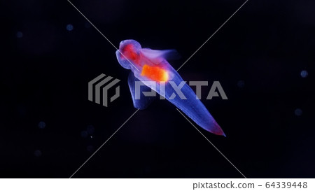 Shiretoko Fairy Clione Shiretoko Fairy Clione 64339448