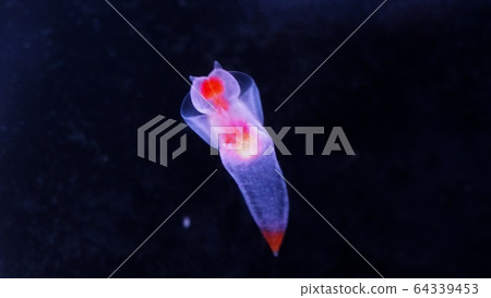 Shiretoko Fairy Clione Shiretoko Fairy Clione 64339453