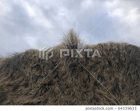 Dry boar skin 64339633