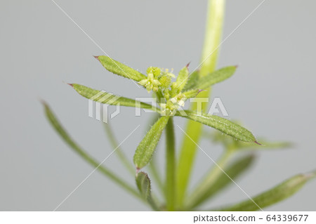 砍肉刀 砍肉刀 64339677