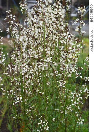 Yellow beetle 64339940