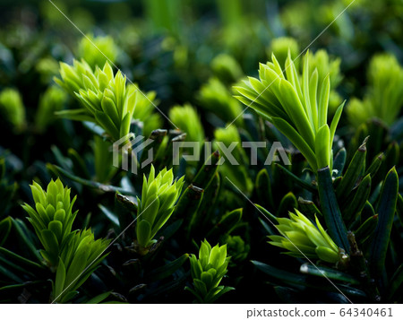 A close-up photo of a new shoot of a roadside tree April 64340461