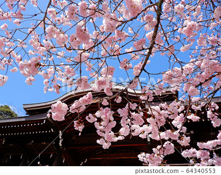 The cherry blossoms of Omi Jingu shrine in the blue sky 64340553