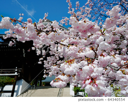 The cherry blossoms of Omi Jingu shrine in the blue sky The cherry blossoms of Omi Jingu shrine in the blue sky 64340554