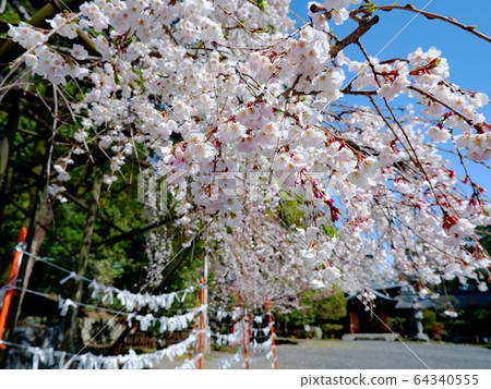 Weeping cherry blossoms at Omi Shrine Weeping cherry blossoms at Omi Shrine 64340555