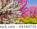 Red and white flowers peach and rapeseed 64340730