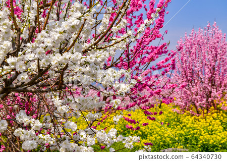 Red and white flowers peach and rapeseed 64340730