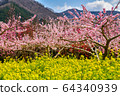 Ichinomiya peach and rape blossoms 64340939