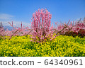 Hanamo and Rape blossoms 64340961