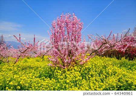 Hanamo and Rape blossoms 64340961