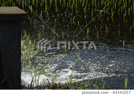 木之星水稻田水稻水稻水稻栽培苗農作物水稻水稻 64341057
