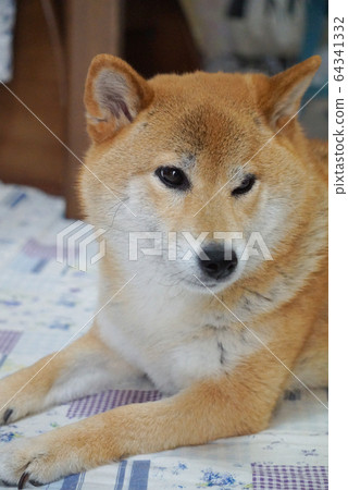 Shiba Inu relaxing at home Shiba Inu relaxing at home 64341332