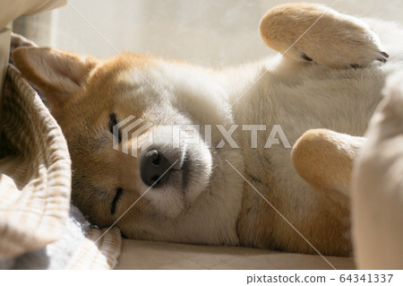 Shiba Inu relaxing at home 64341337