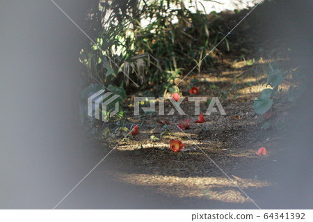 Fall of camellia 1 Fall of camellia 1 64341392