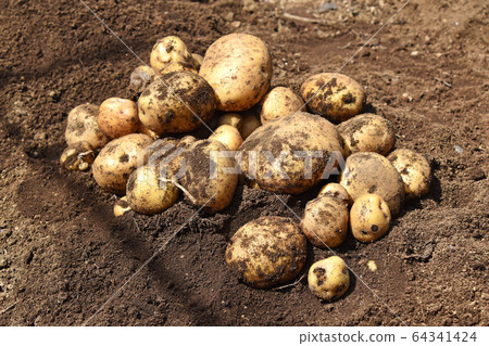 Harvesting of potato (Kitaka kari) Harvesting of potato (Kitaka kari) 64341424