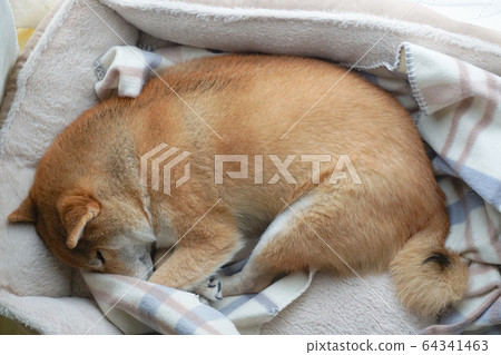 柴犬在家中休息 64341463