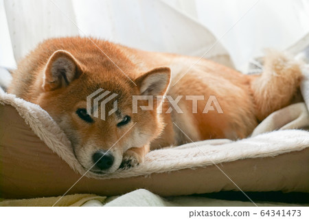 Shiba Inu relaxing at home 64341473