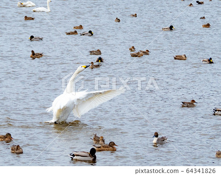 Standing swan Standing swan 64341826