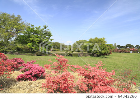Tatebayashi City Azalea Gaoka Park Space Azalea 64342260