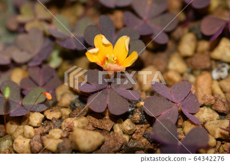 紅三葉草 64342276