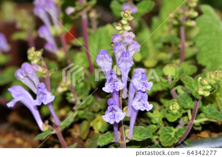 科巴諾塔海嘯鋸 科巴諾塔海嘯鋸 64342277