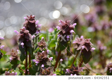 Himeodoricosoum 64342351