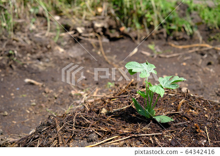 西瓜苗生長在填充 西瓜苗生長在填充 64342416