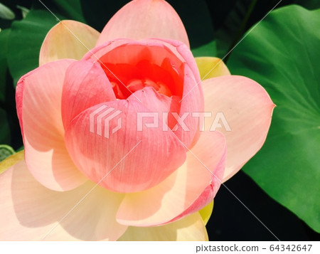 蓮花 蓮花 64342647