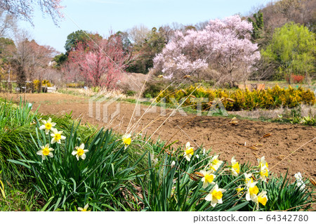 Sakura and daffodil 64342780