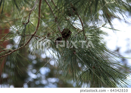 松樹 松樹 64342810