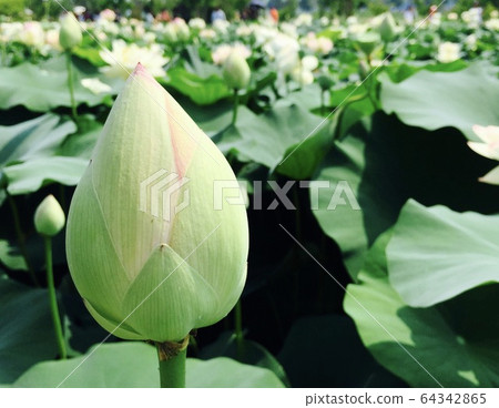 Lotus Peaks 64342865