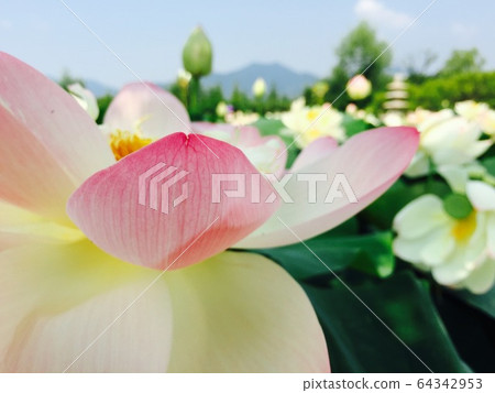 蓮花盛開 蓮花盛開 64342953