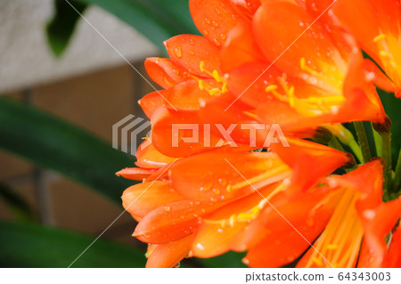 Beautiful Kimiko orchid with water drops Beautiful Kimiko orchid with water drops 64343003