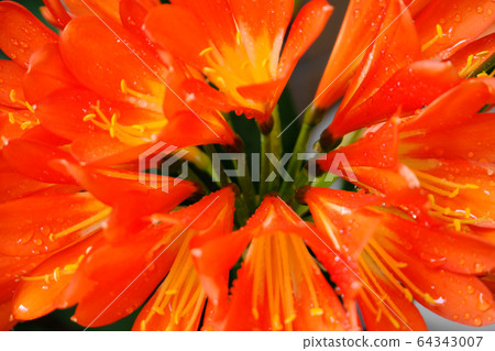 Image material of fireworks Image material of fireworks 64343007