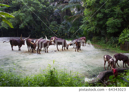 Night safari 01 64343023