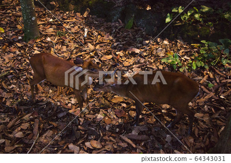 Night Safari 08 64343031