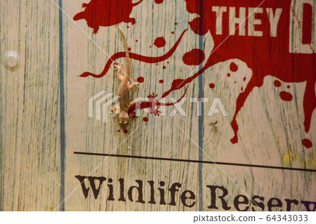 Night safari 10 64343033