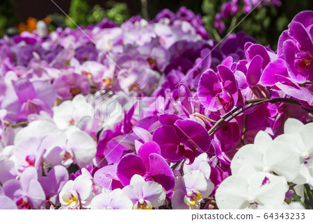 花穹26 花穹26 64343233