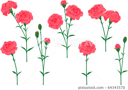 Carnation pink vector illustration set # 01 - Stock Illustration ...