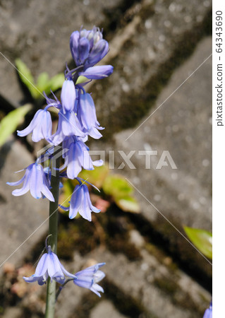 類似於鈴鐺的紫色茄花 64343690