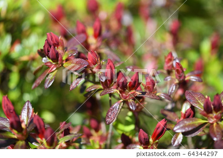 Kirishima azalea buds 64344297