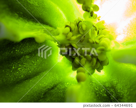 selective focus closeup picture of green Bell pepper seed inside of it. selective focus closeup picture of green Bell pepper seed inside of it. 64344691