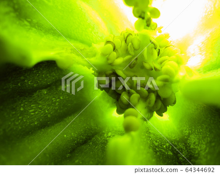 selective focus closeup picture of green Bell pepper seed inside of it. selective focus closeup picture of green Bell pepper seed inside of it. 64344692