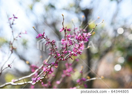 Hanazu Ow Hanazu Ow 64344805