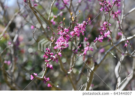 Hanazu Ow Hanazu Ow 64344807