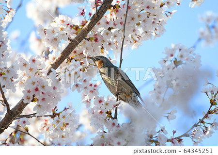 日本櫻花盛開,蜂蜜 日本櫻花盛開,蜂蜜 64345251