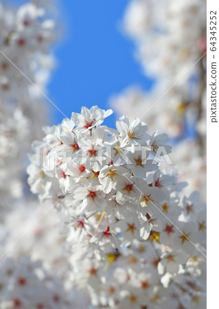 藍天和盛開的櫻花 藍天和盛開的櫻花 64345252